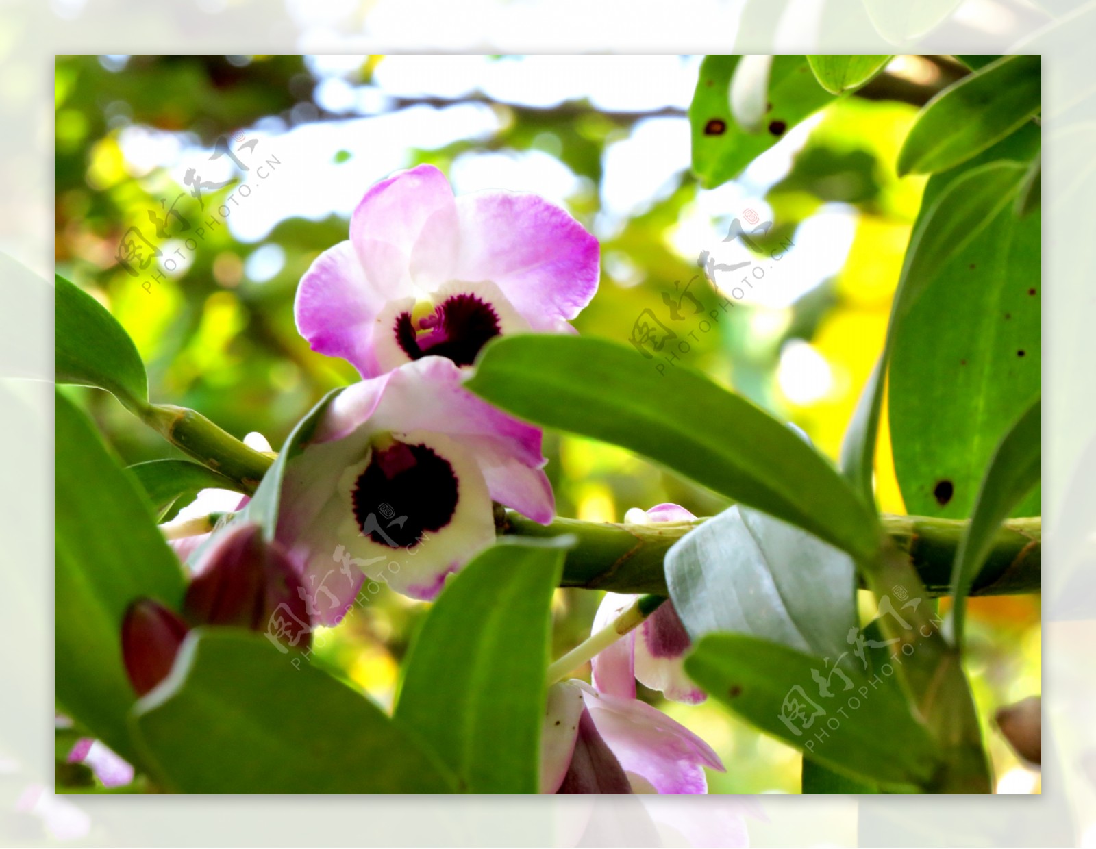 美图 | 22种盛开在怒江大峡谷的珍贵石斛花~了解一下？_枝条