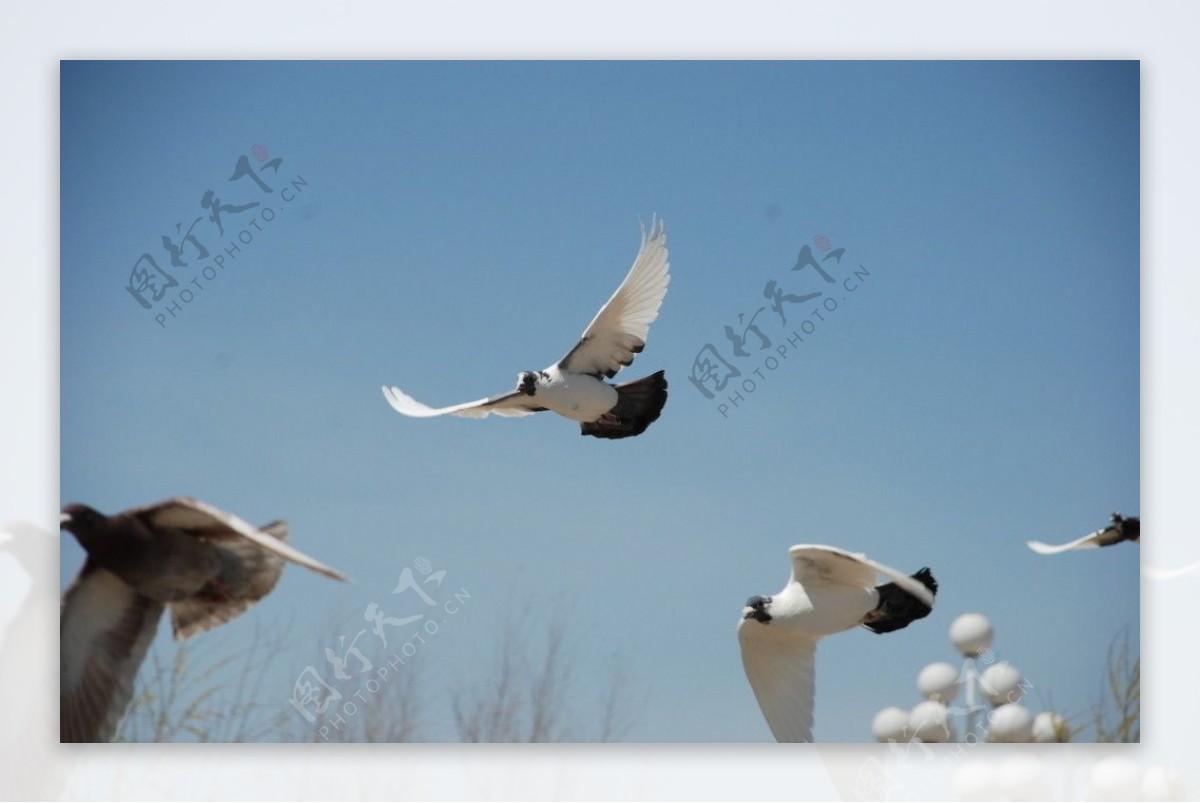 飞翔的和平鸽高清图片，白色鸽子正面高清摄… - 堆糖，美图壁纸兴趣社区