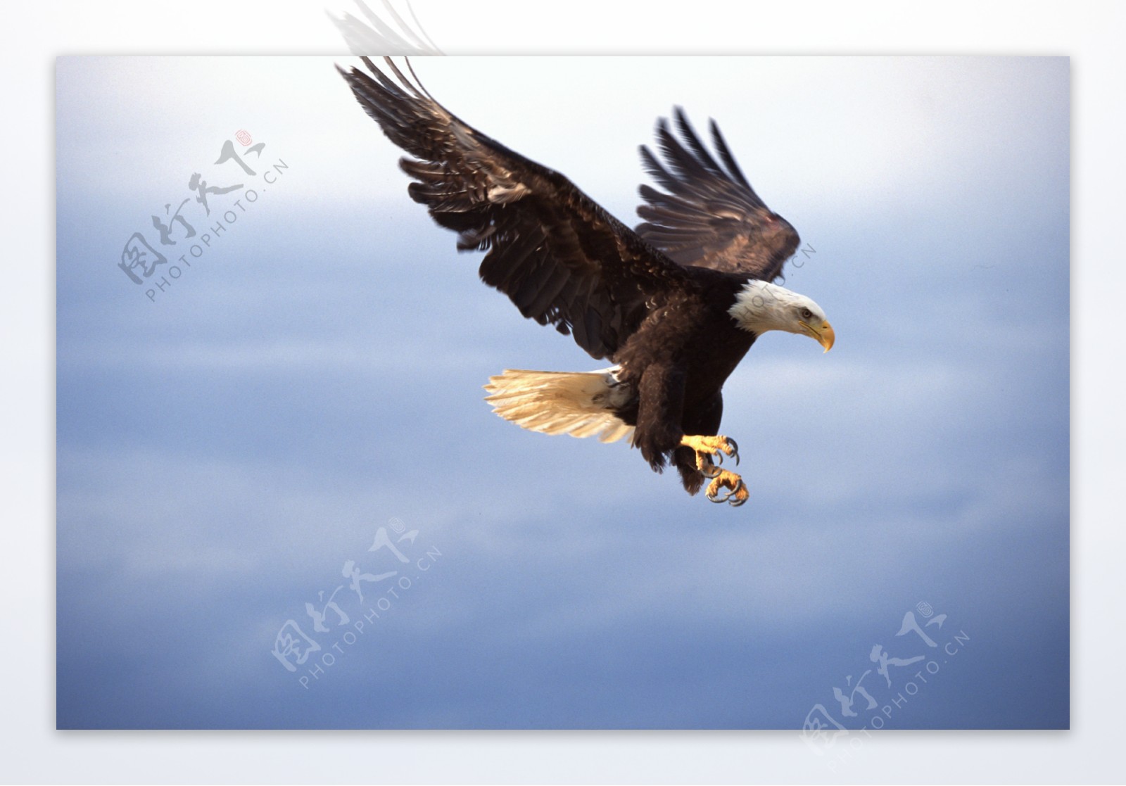 雄鹰展翅！高清晰鸟类动物写真摄影-老鹰-猎鹰-雄鹰