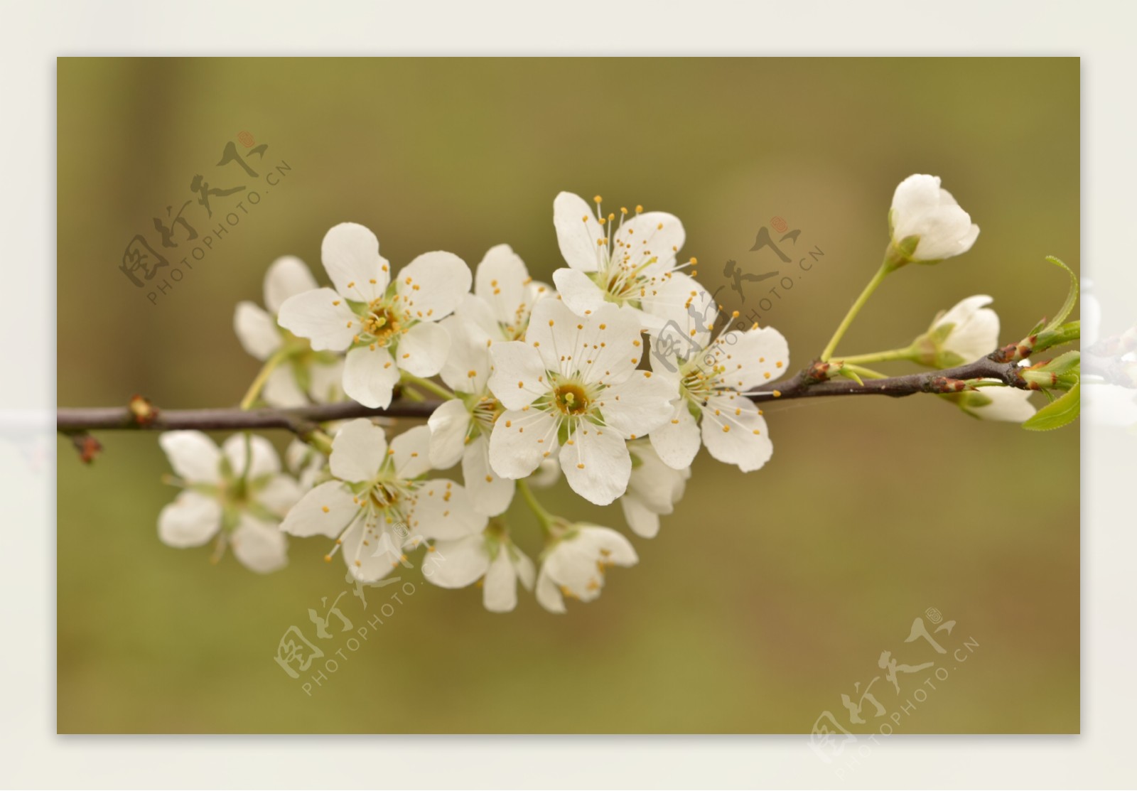 李子花图片