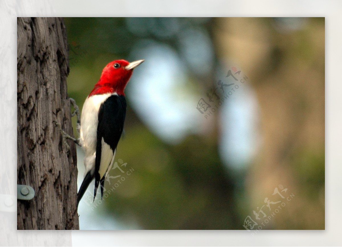 红头啄木鸟图片