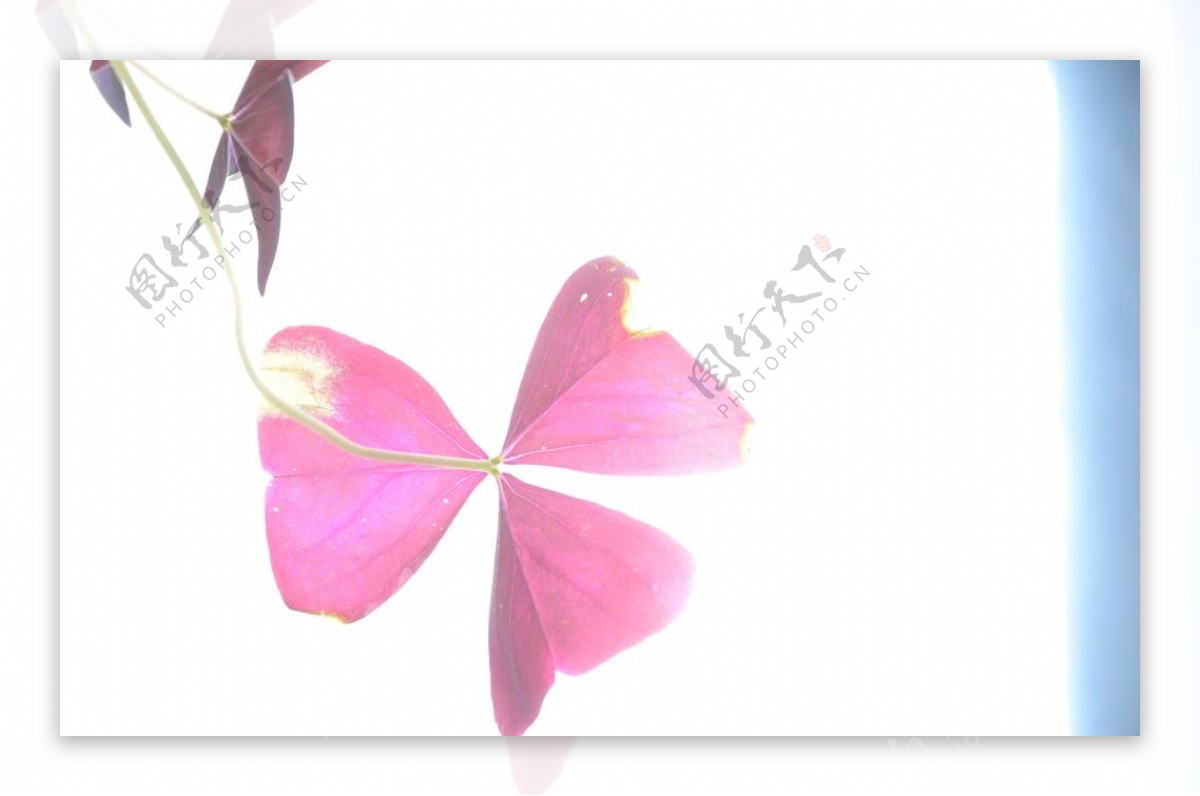 蝴蝶花图片