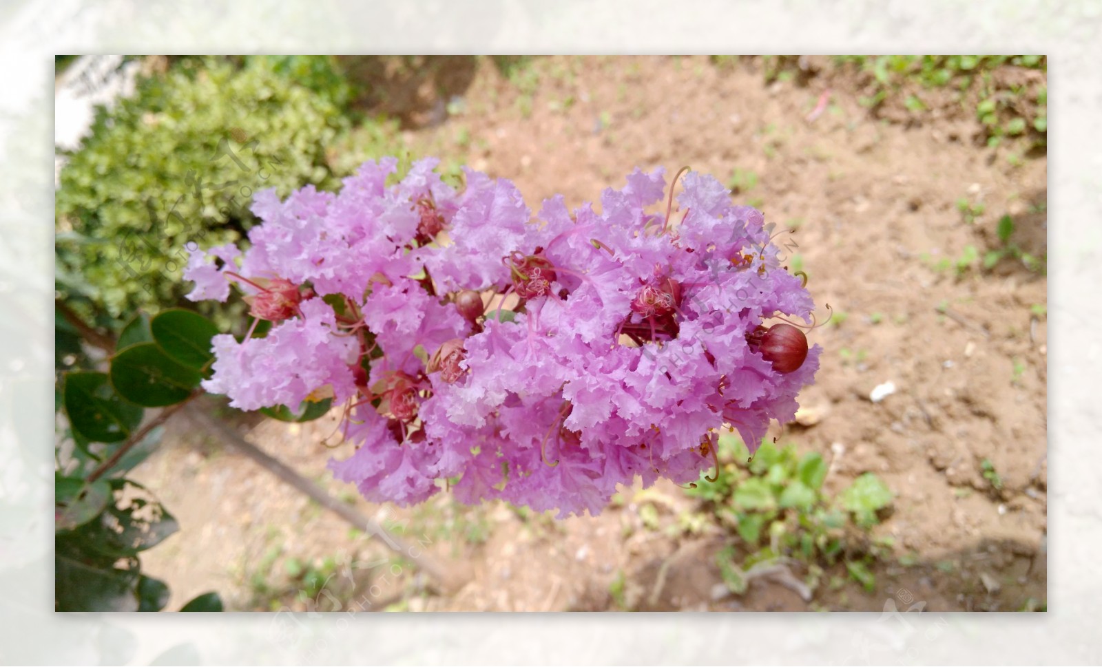 紫薇花粉红花红花图片