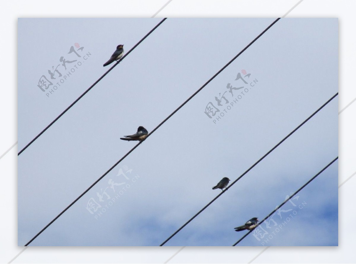 电线上排列的燕子图片