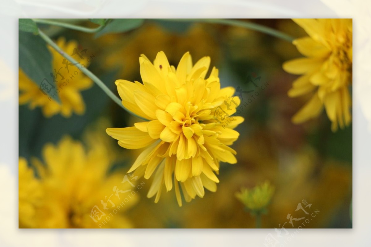 黄色小菊花图片