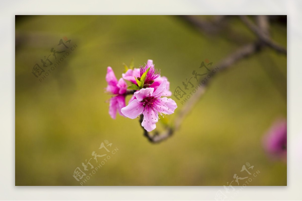 三月桃花图片