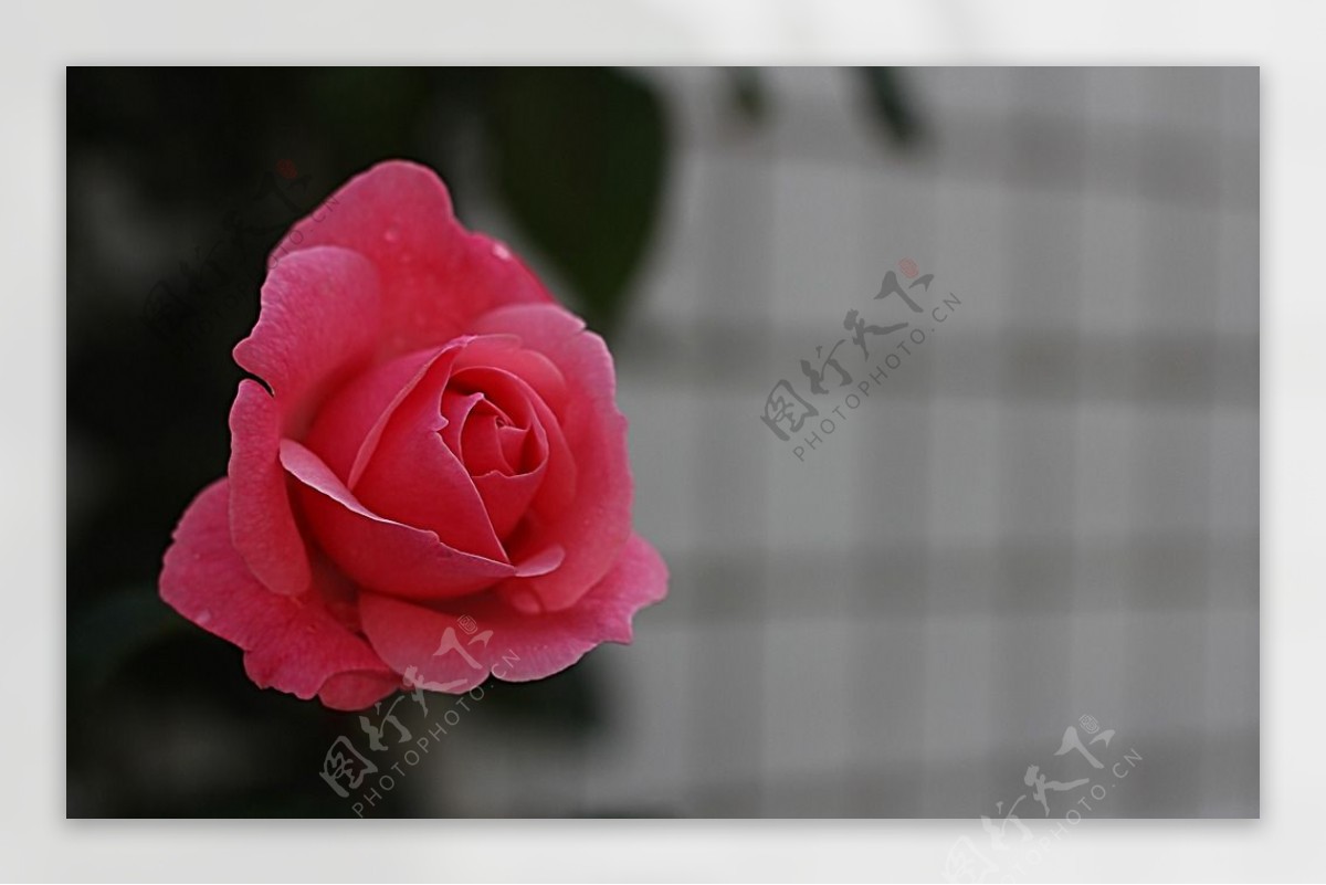 粉玫瑰摄影特写图图片