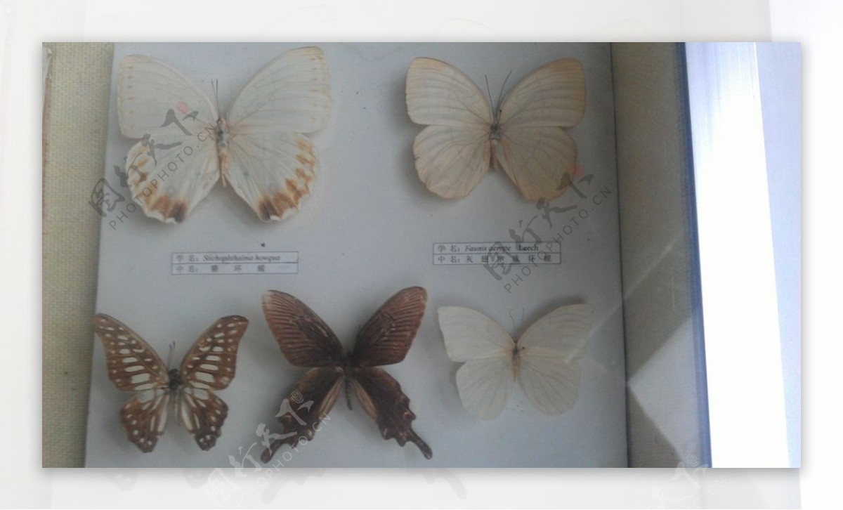 蝴蝶素材造型图片