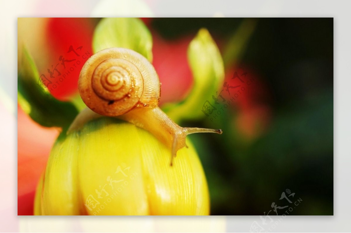 唯美蜗牛背景图片素材-正版创意图片500542923-摄图网