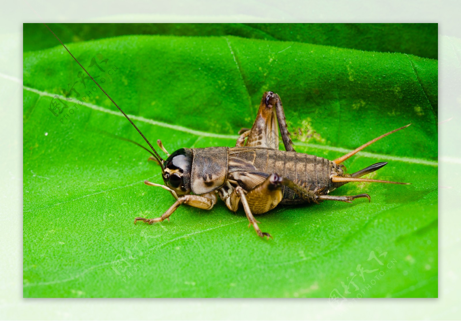 【小蟋蟀摄影图片】楼下生态摄影_gd309_太平洋电脑网摄影部落