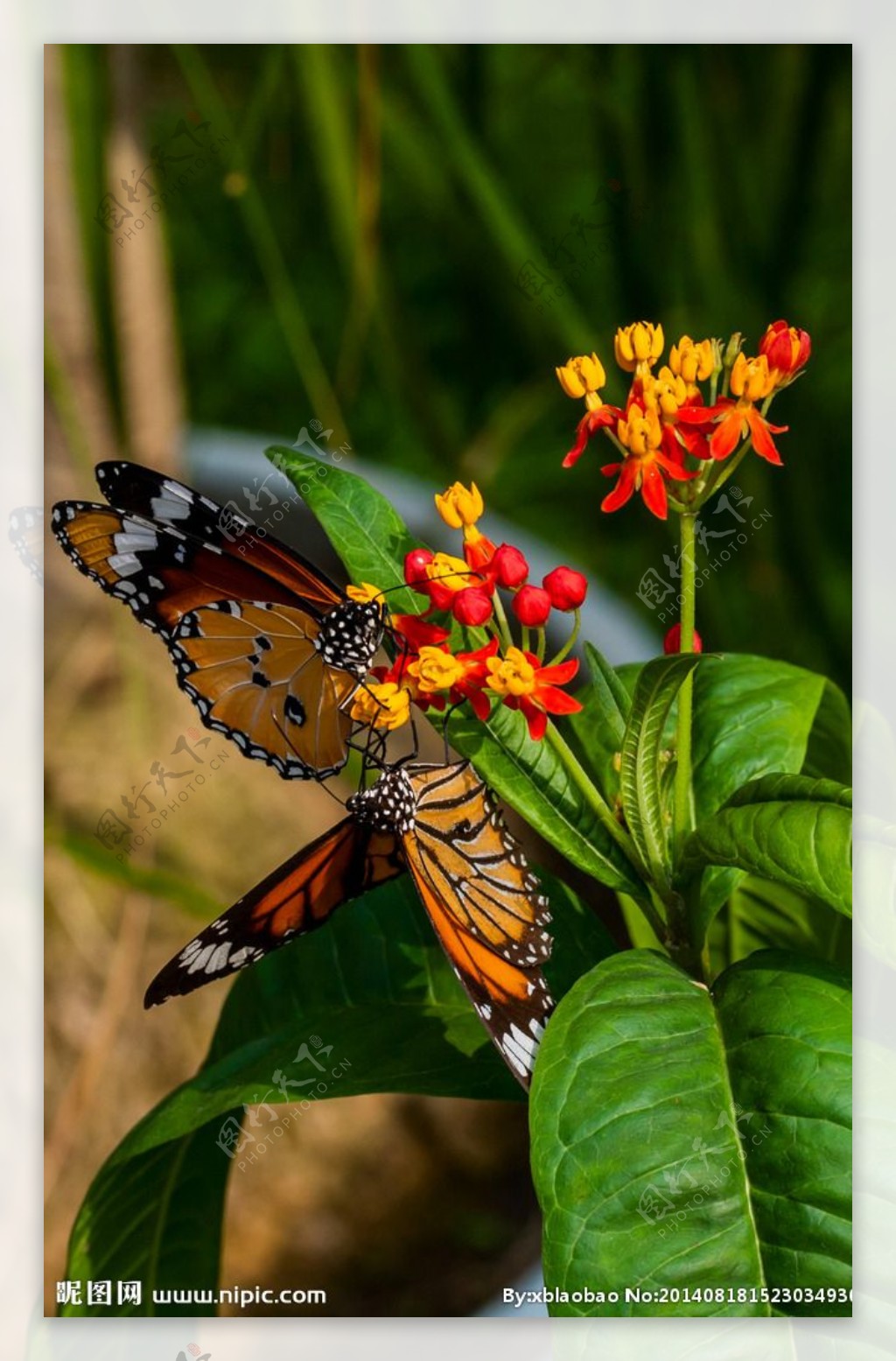 花丛中的蝴蝶图片
