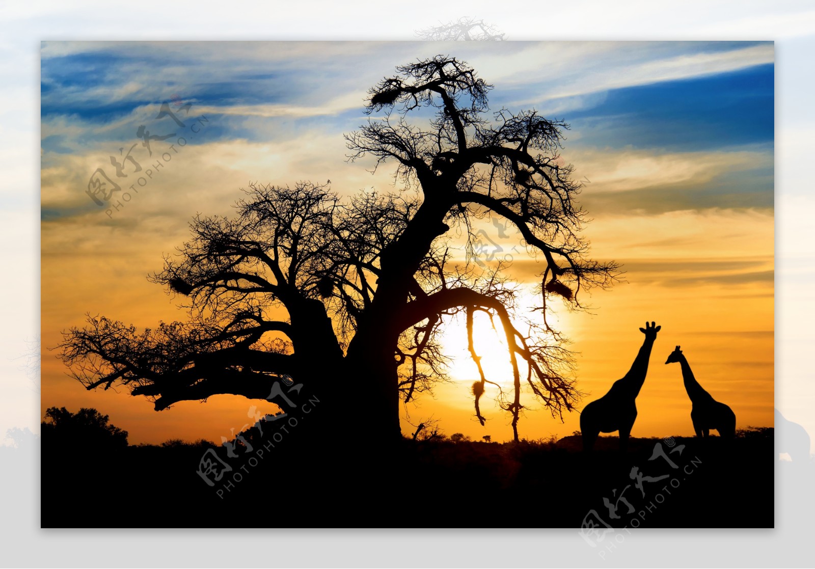 非洲草原夕阳图片