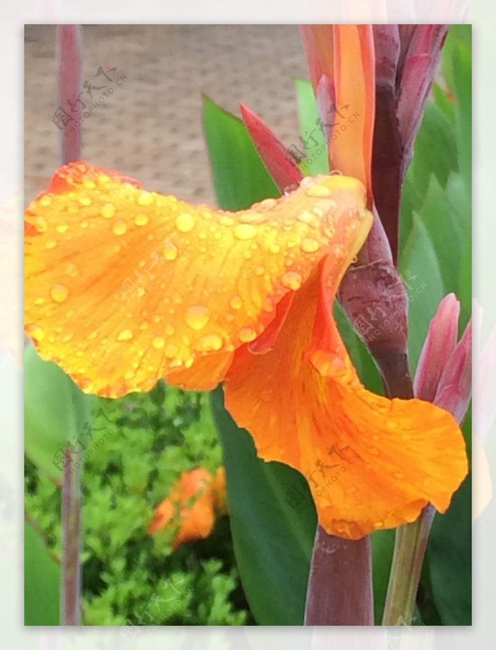 雨后的鲜花图片