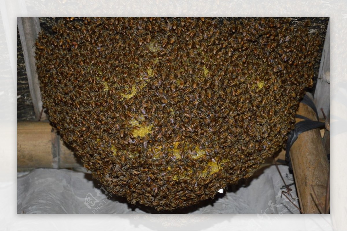 蜜蜂蜂巢昆虫生物图片