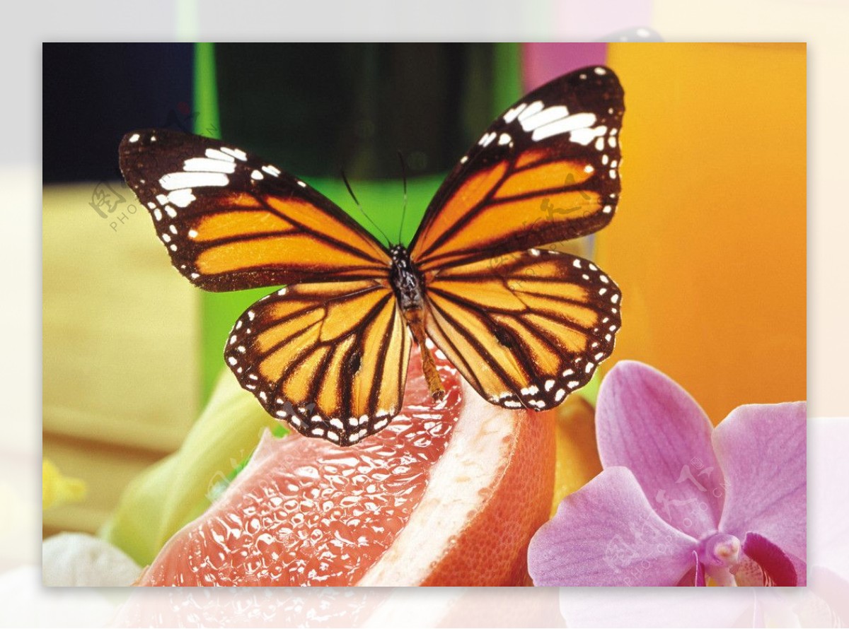 绿色背景中的蝴蝶和橙子的无缝图案 向量例证. 插画 包括有 模式, 打印, 织品, 花卉, 设计, 无缝 - 219338342