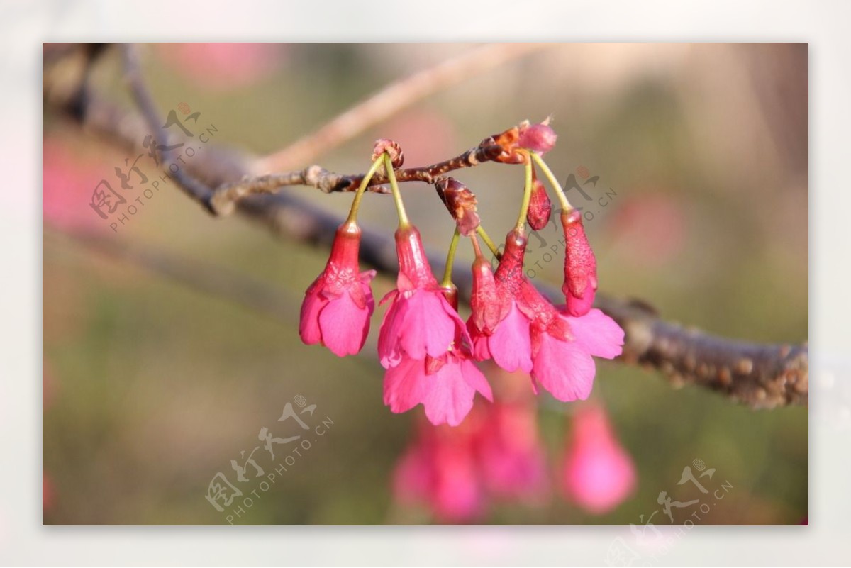 永福樱花图片