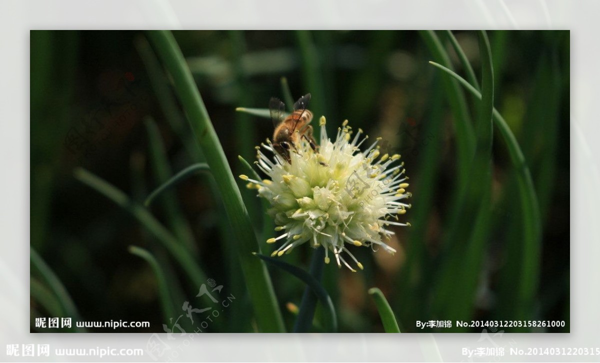小蜜蜂采花图片