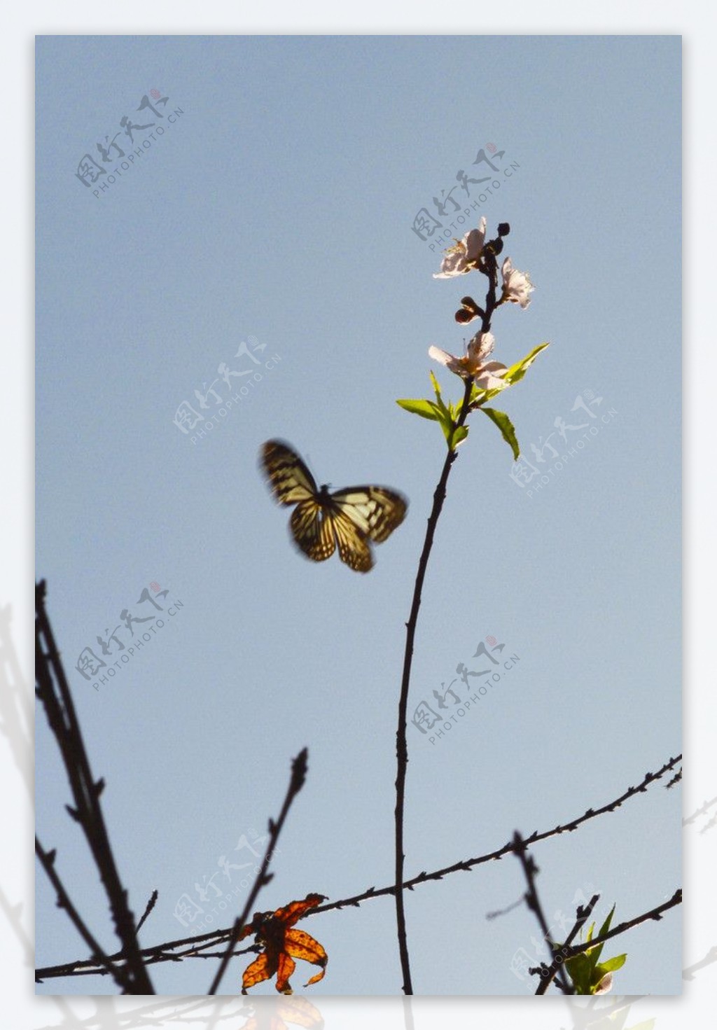 桃花与蝴蝶图片