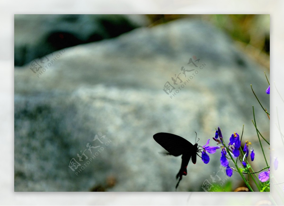黑蝴蝶与紫色花图片