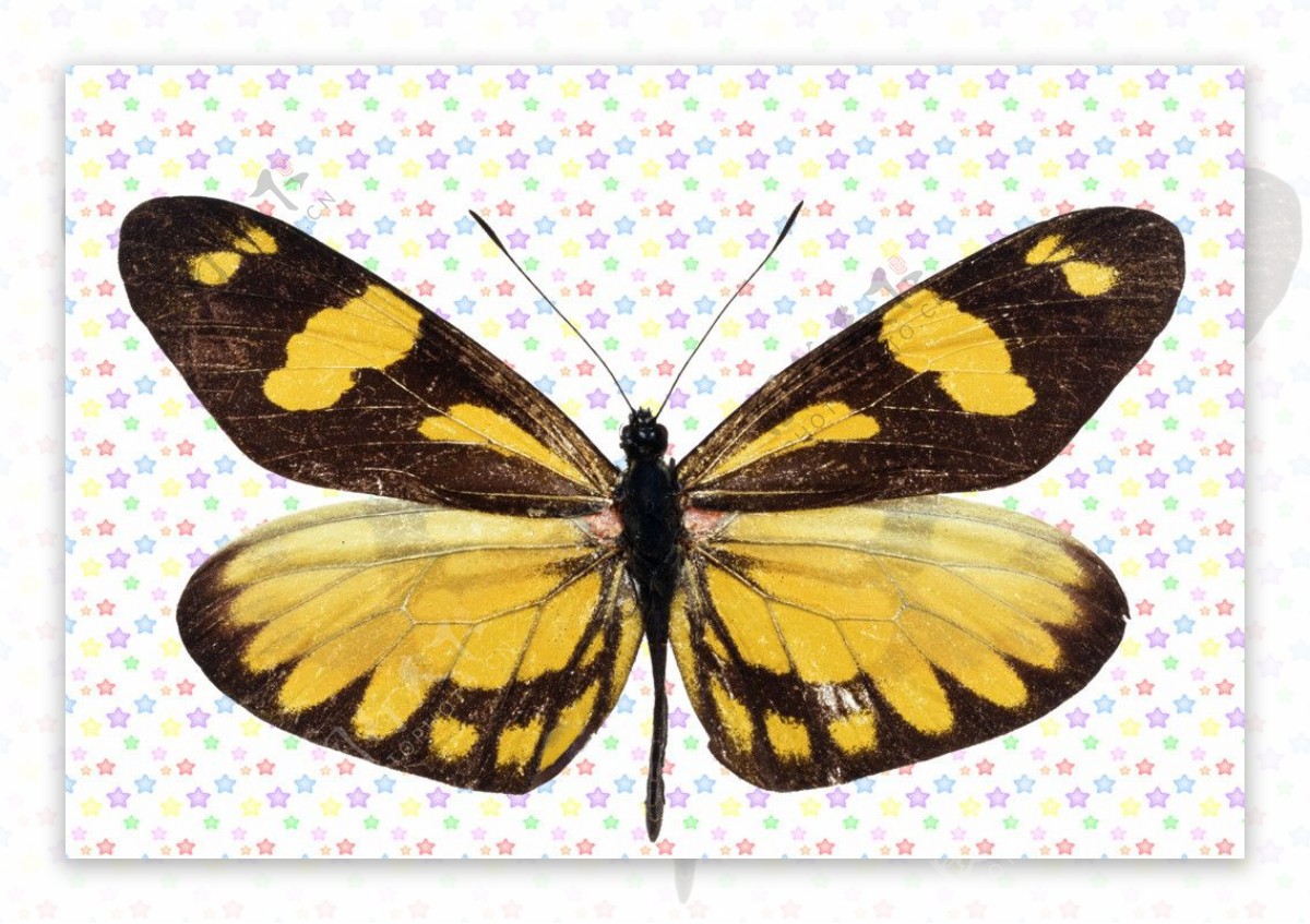 黑黄色蝴蝶图片