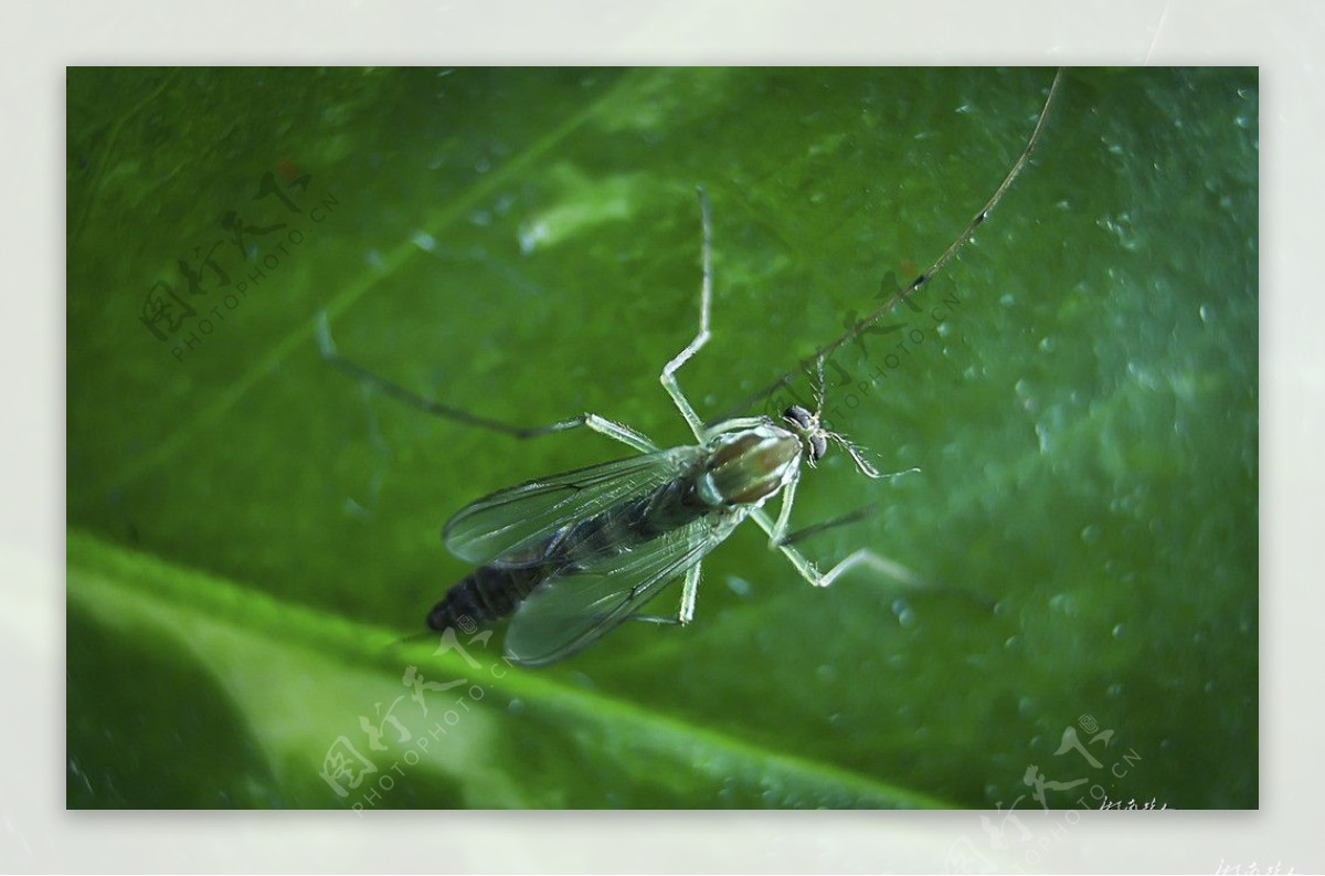 蚊子，科学家研究蚊子视频素材,生物医疗视频素材下载,高清3840X2160视频素材下载,凌点视频素材网,编号:472444