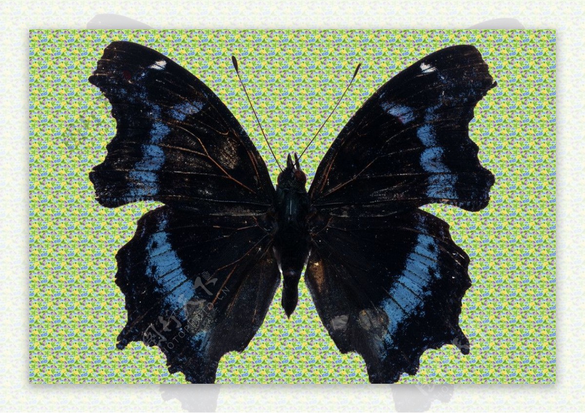 荧光黑蝴蝶图片