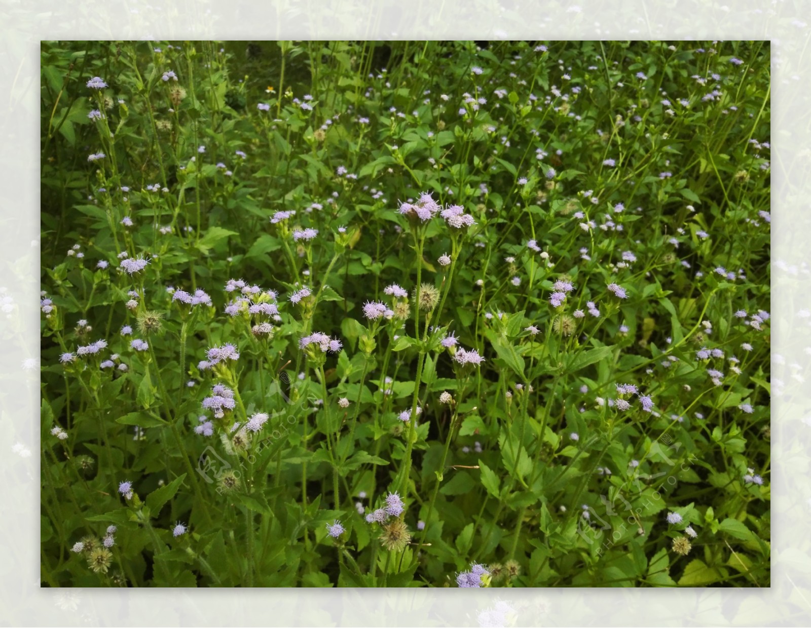 淡紫色小野花丛图片