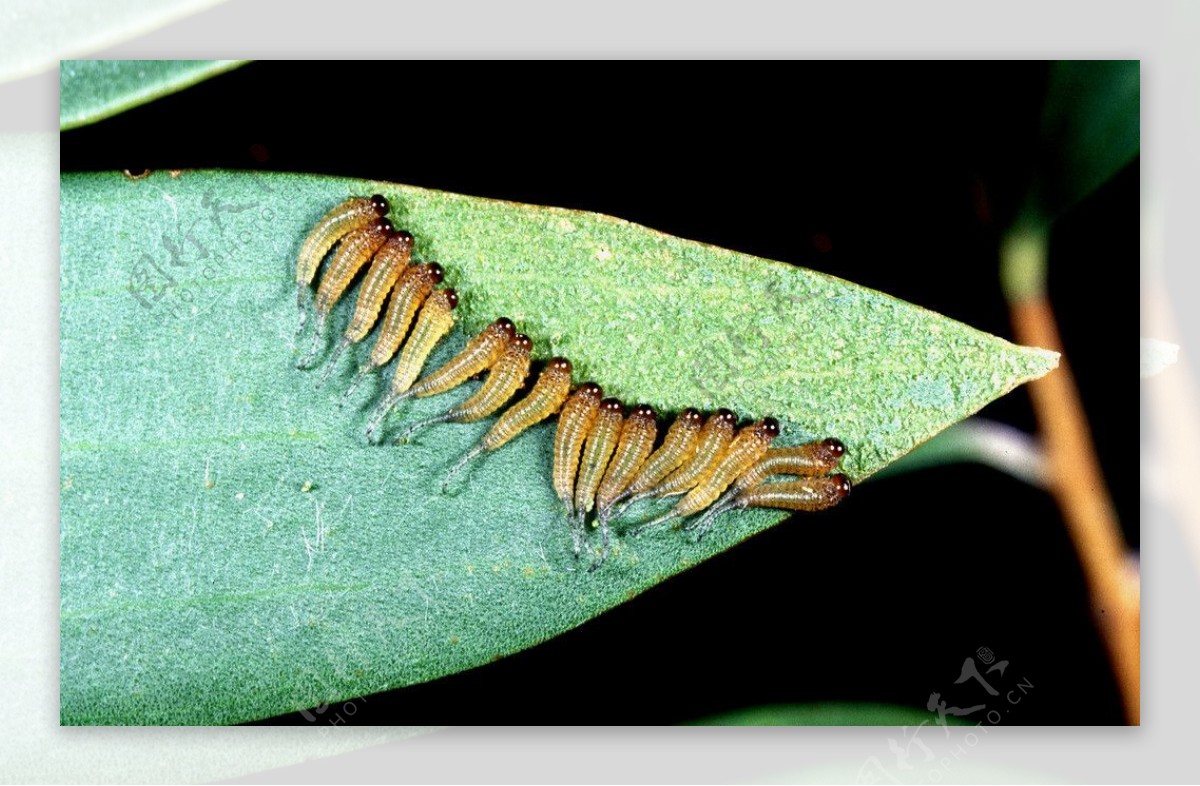 昆虫幼虫图片