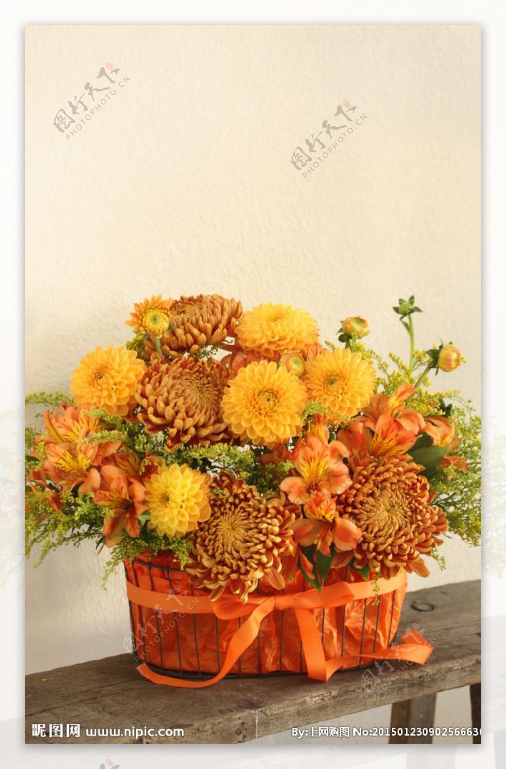 橙红菊花图片