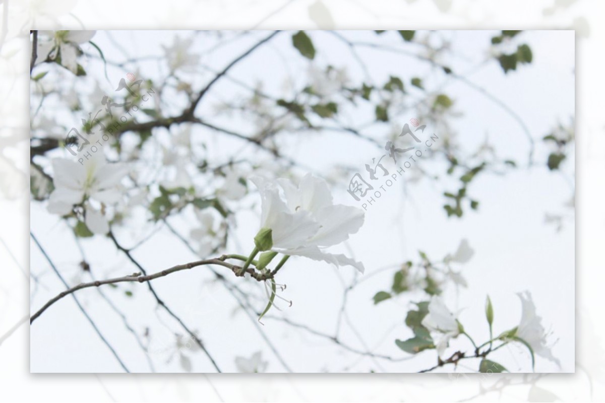 白色紫荆花图片