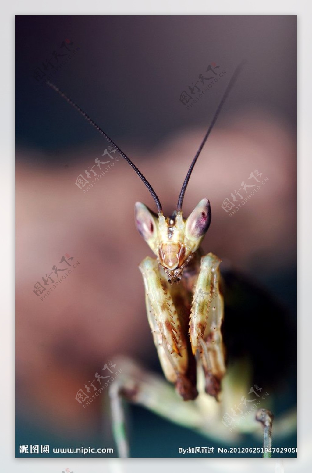 螳螂图片