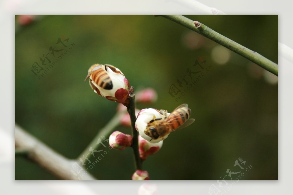 蜜蜂与花骨朵图片