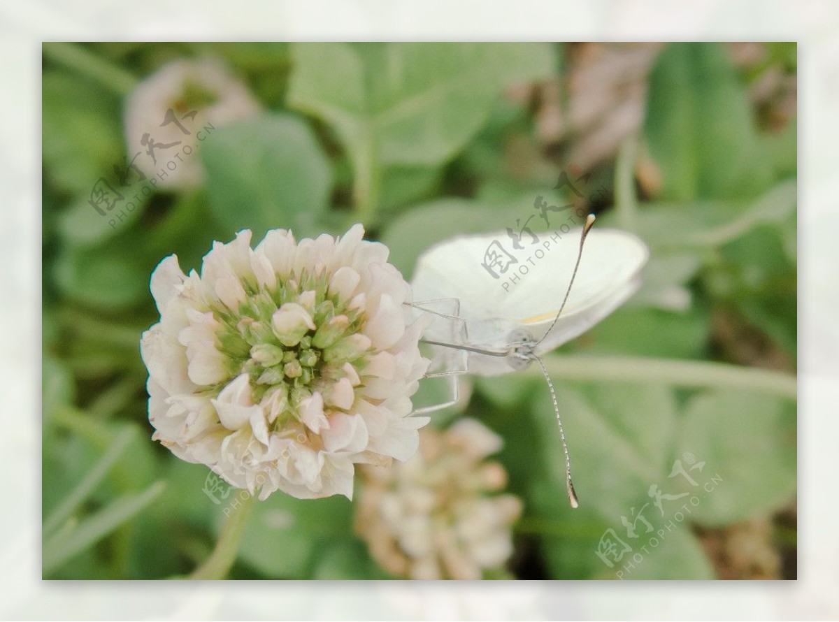 白花触角图片