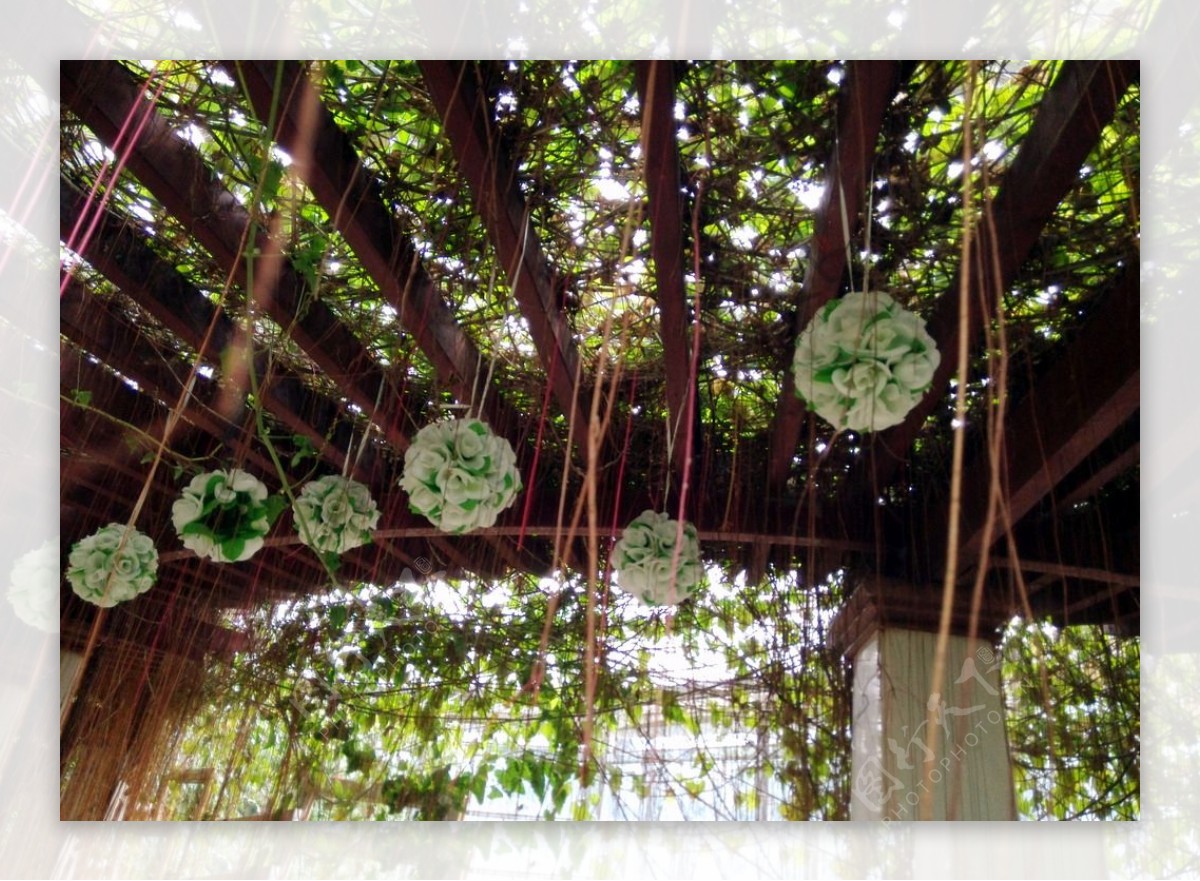 吊顶装饰植物华南植物园图片