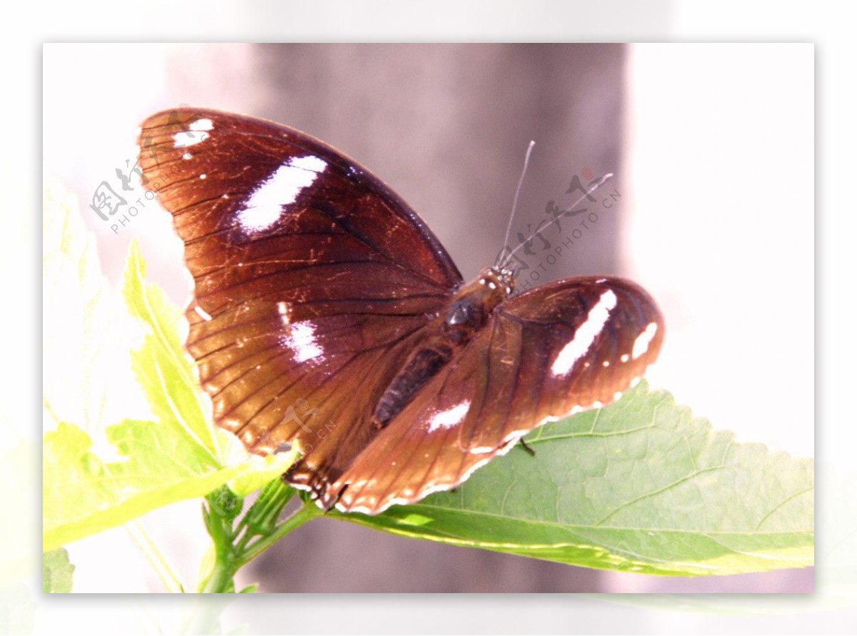 四、鳞翅目的特征与分亚目-蝶类志-图片