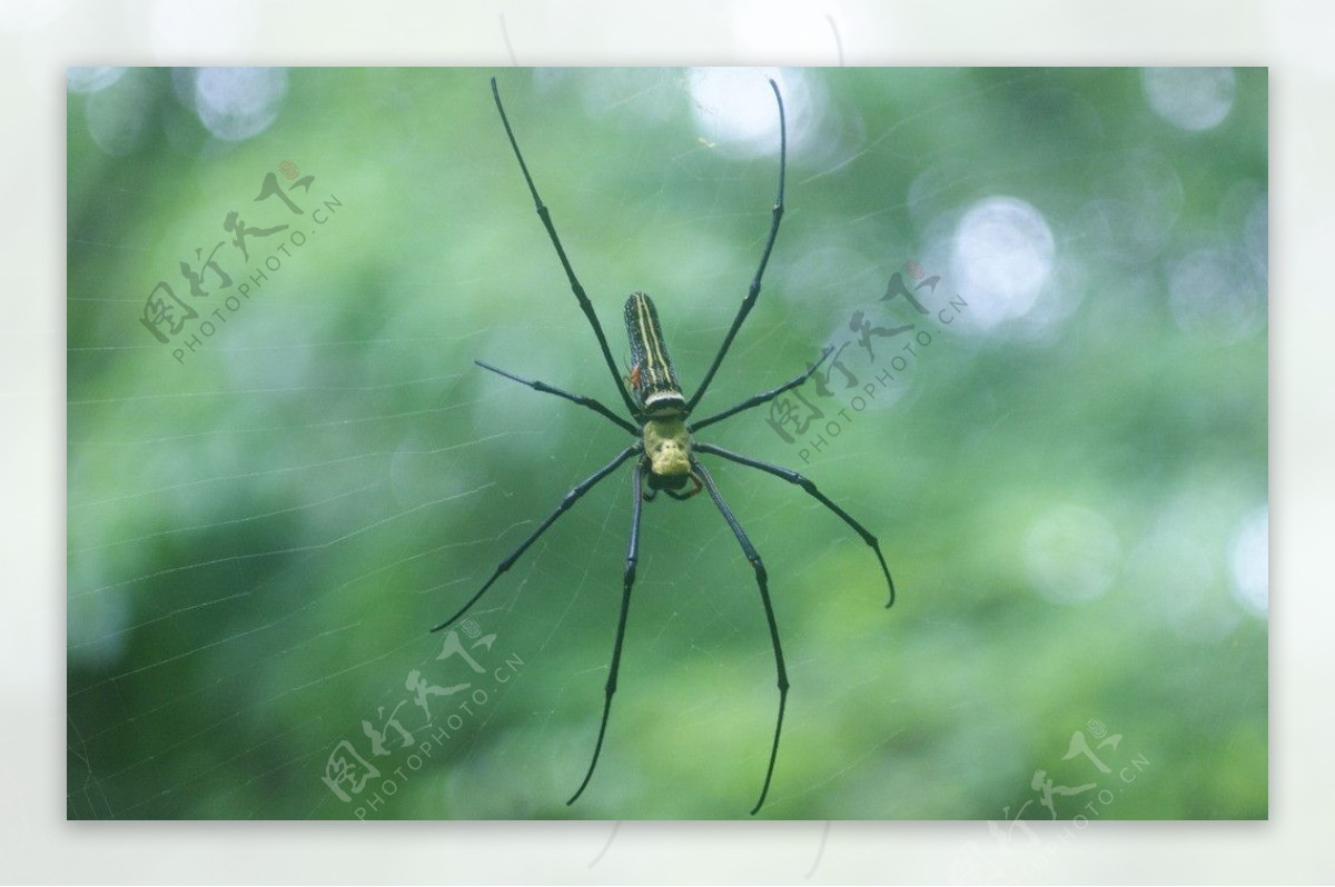 蜘蛛结网图片