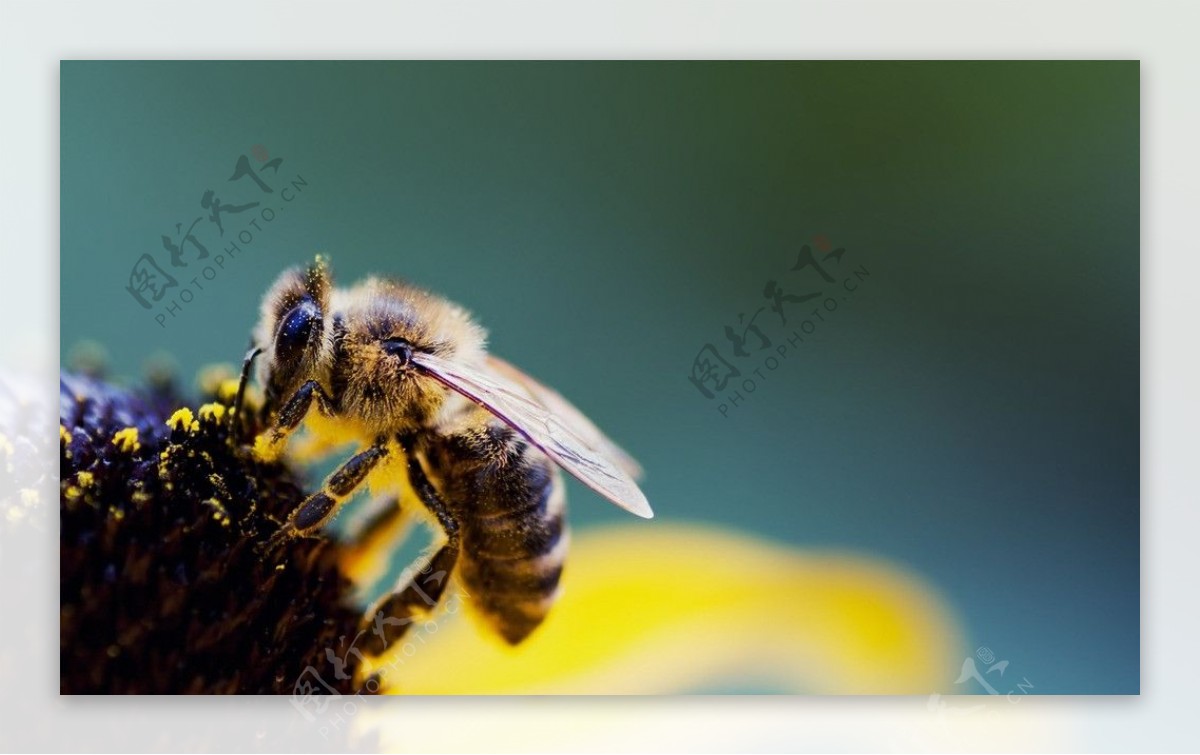 采蜜的蜜蜂图片