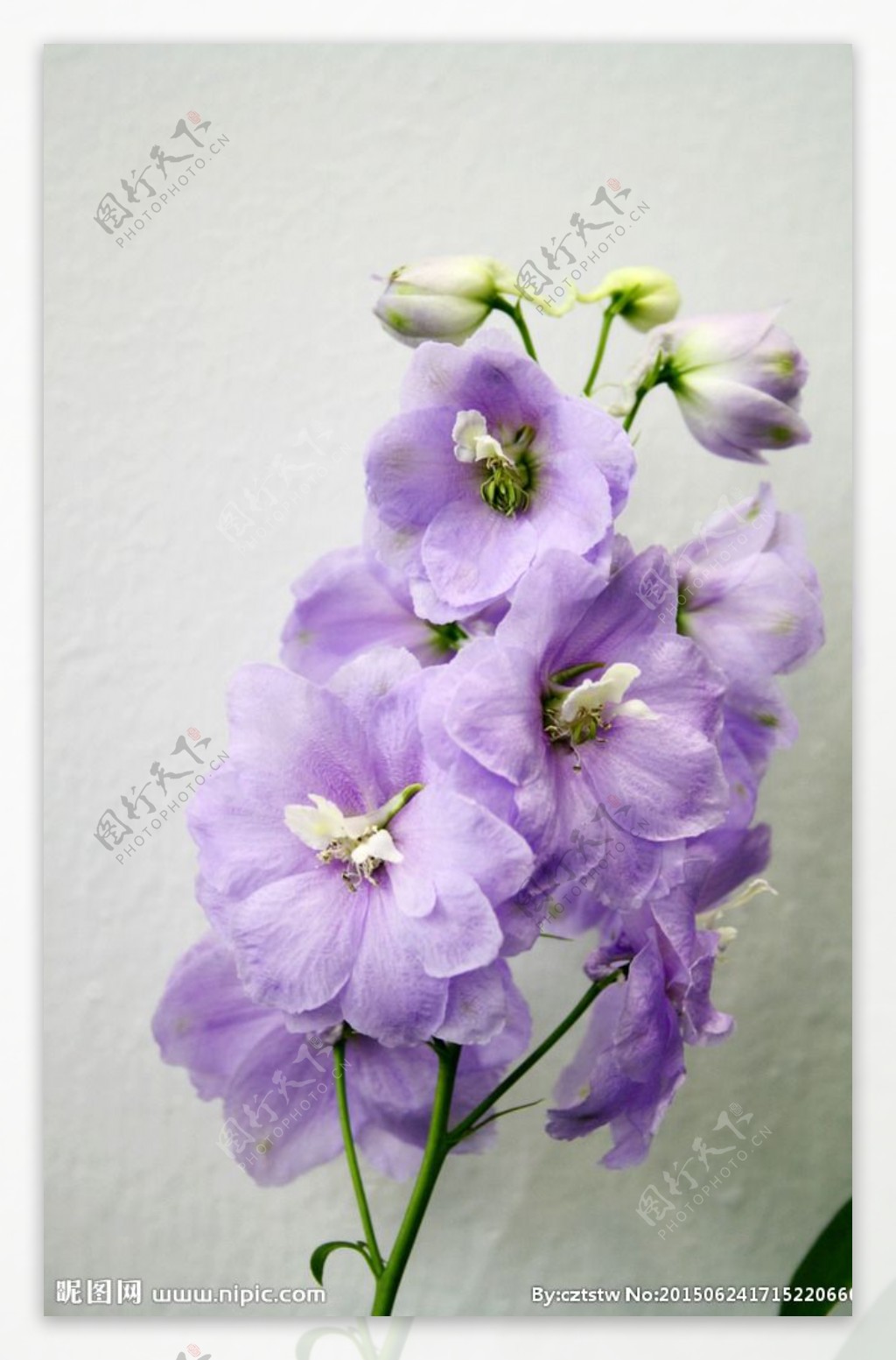 粉紫花卉图片
