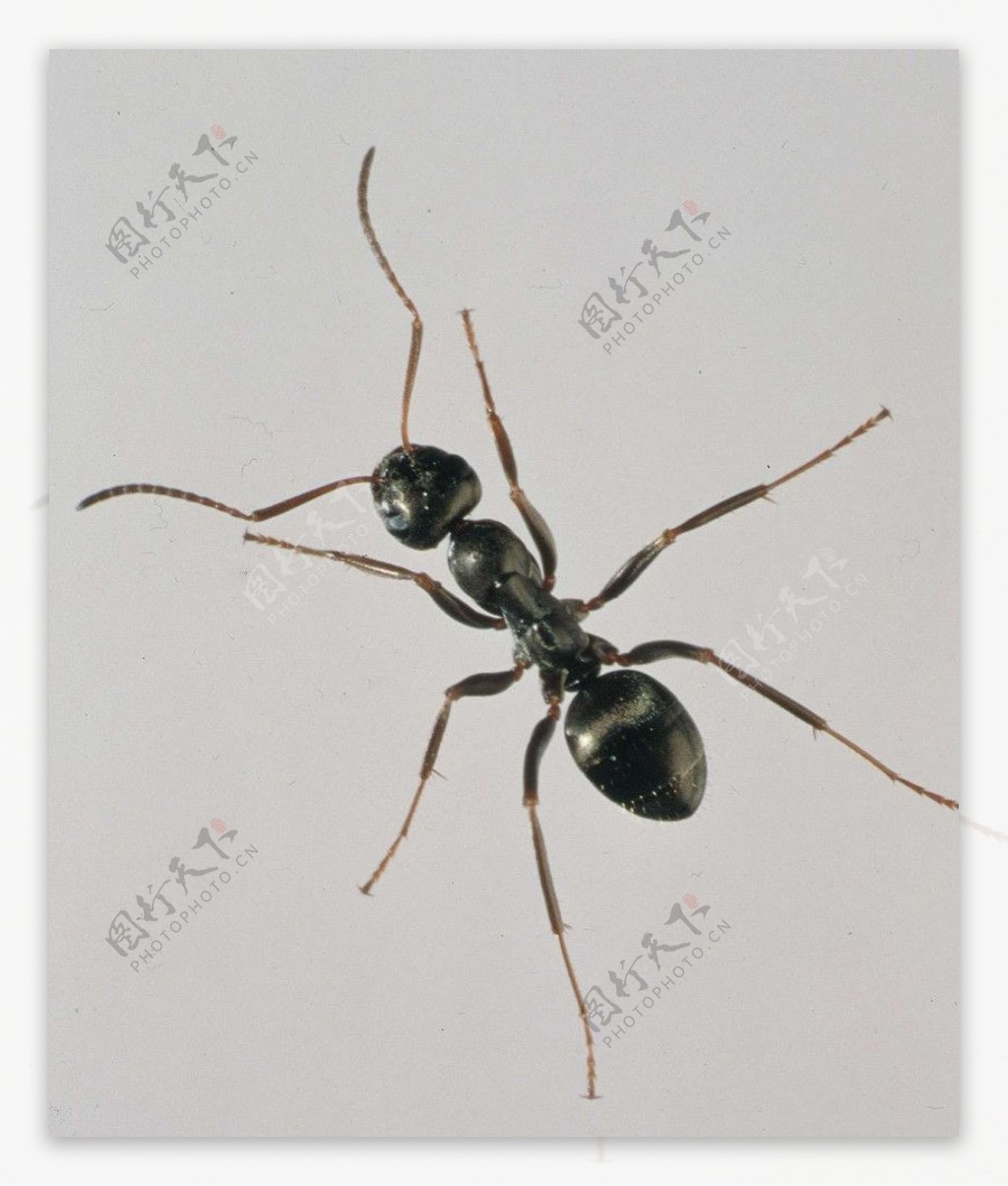 蚂蚁素材图片下载-素材编号12986207-素材天下图库