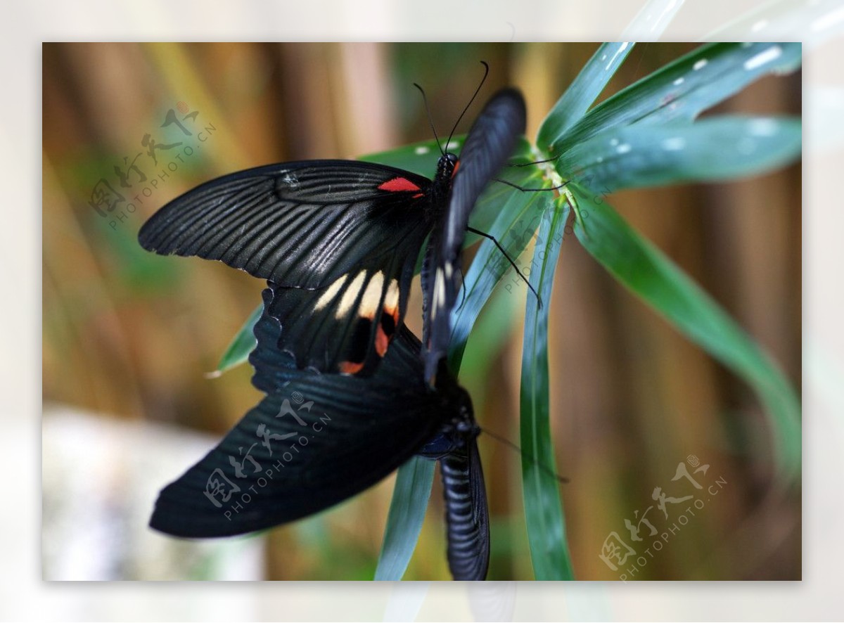 黑蝴蝶的交尾图片