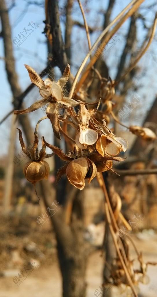 干枯小花图片