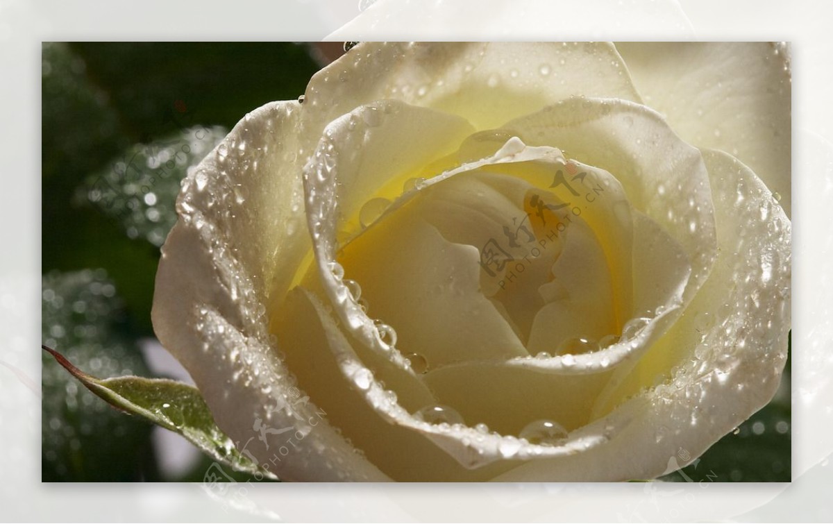 唯美白玫瑰图片