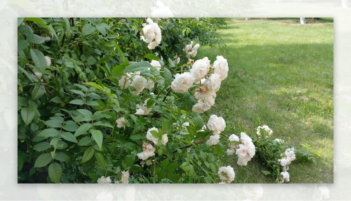 草地边的白色蔷薇花图片