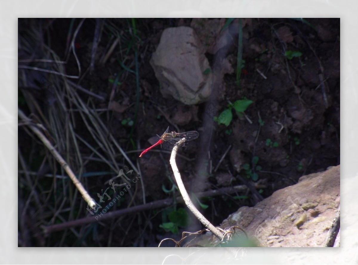 红色蜻蜓2图片