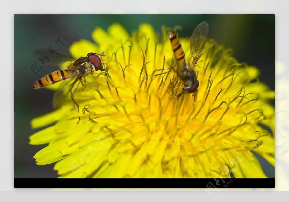 蜜蜂和蒲公英花图片