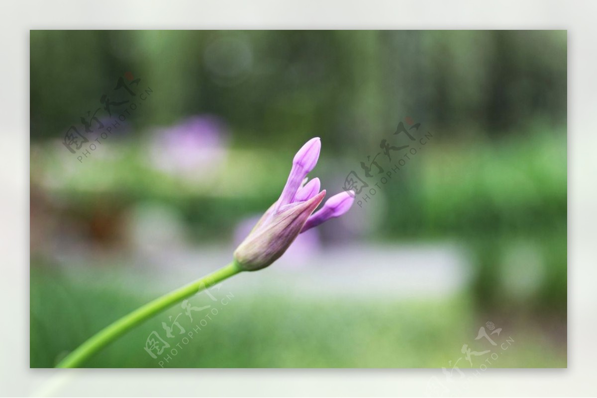 花草图片