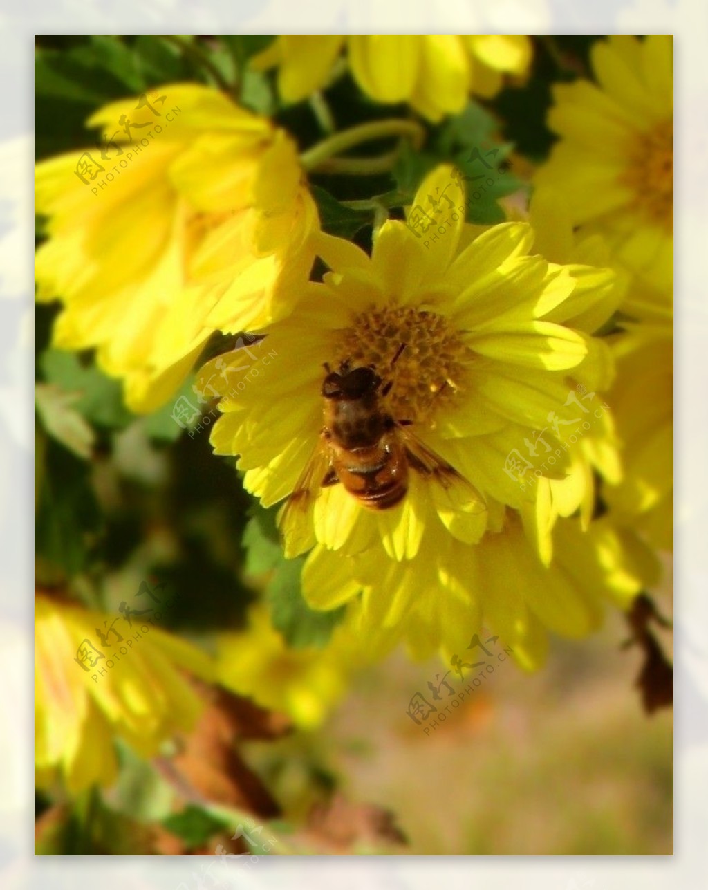 蜜蜂图片素材-编号14362782-图行天下