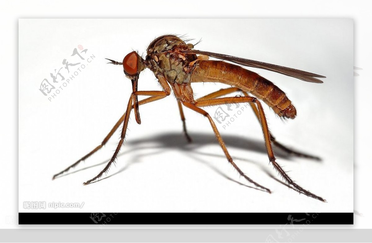 蚊子特写图片