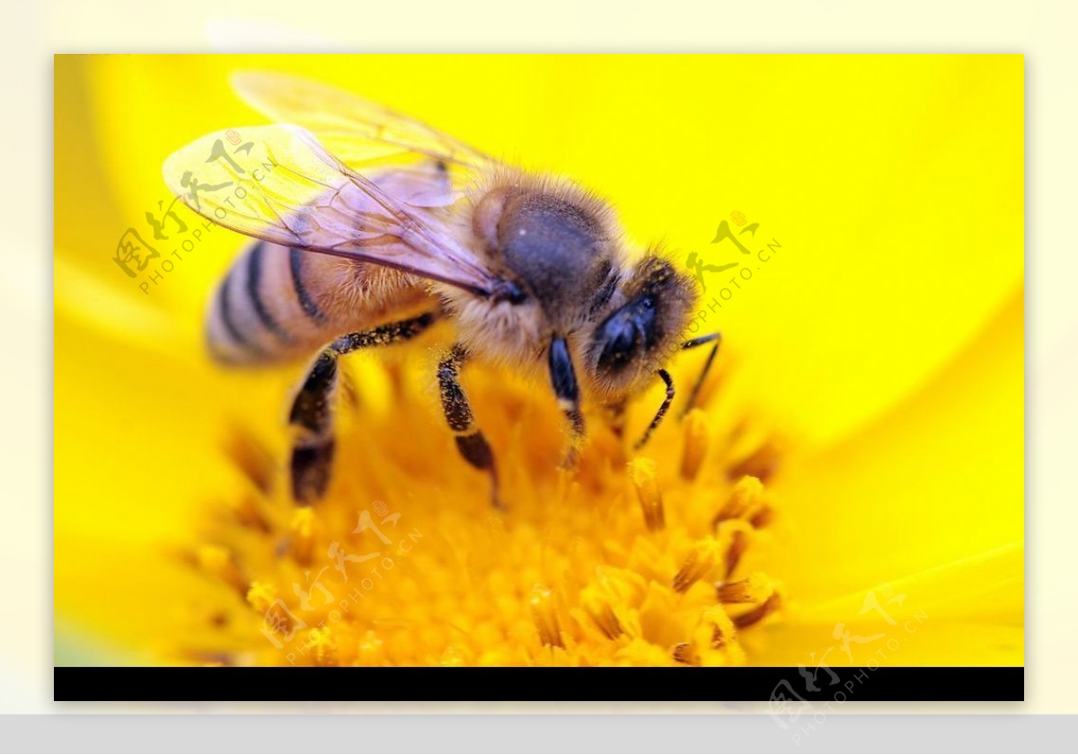 蜜蜂超清晰图片