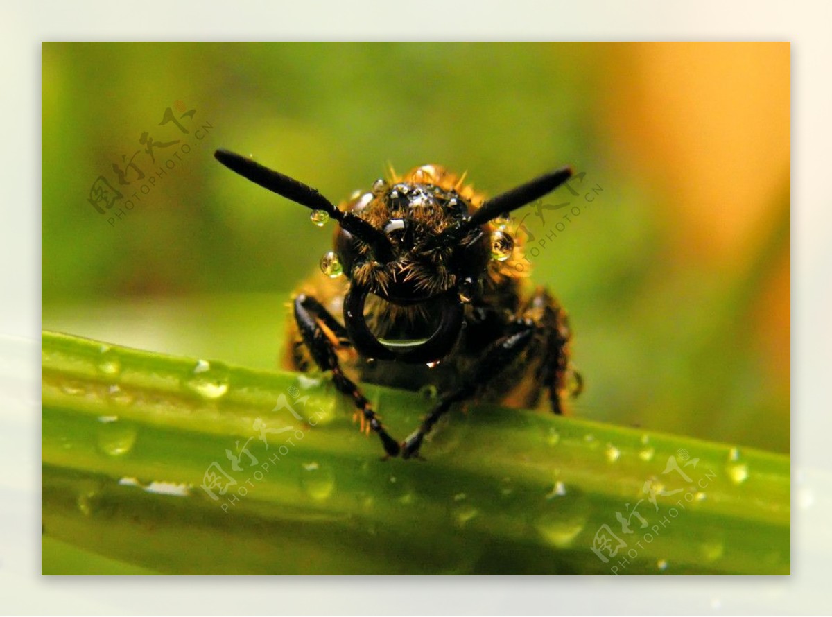 蜜蜂图片素材-编号14384063-图行天下